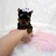 Teacup Yorkie Puppies